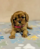 Miss Marple, a female Cavalier King Charles Spaniel for sale in Fordland, MO – Photo 1 of 8