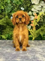 Miss Marple, a female Cavalier King Charles Spaniel for sale in Fordland, MO – Photo 2 of 9