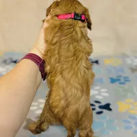 Miss Marple, a female Cavalier King Charles Spaniel for sale in Fordland, MO – Photo 5 of 9