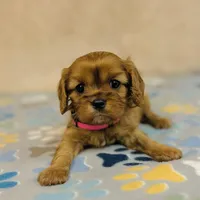 Miss Marple, a female Cavalier King Charles Spaniel for sale in Fordland, MO – Photo 6 of 9