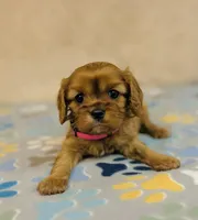 Miss Marple, a female Cavalier King Charles Spaniel for sale in Fordland, MO – Photo 6 of 8