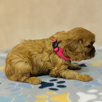 Miss Marple, a female Cavalier King Charles Spaniel for sale in Fordland, MO – Photo 7 of 9