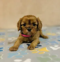 Miss Marple, a female Cavalier King Charles Spaniel for sale in Fordland, MO – Photo 5 of 8