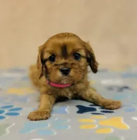 Miss Marple, a female Cavalier King Charles Spaniel for sale in Fordland, MO – Photo 7 of 8