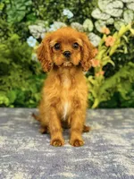 Miss Marple, a female Cavalier King Charles Spaniel for sale in Fordland, MO – Photo 8 of 9