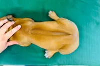 Wade, a male Rhodesian Ridgeback for sale in Fordland, MO – 7 of 9