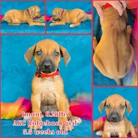 Imani, a female Rhodesian Ridgeback for sale in Fordland, MO – 8 of 8