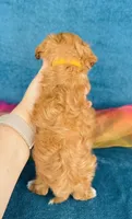 Isola, a female Cavapoo for sale in Fordland, MO – 2 of 9
