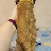 Gingerbread, a male Cavapoo for sale in Fordland, MO – Photo 4 of 10