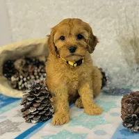Gingerbread, a male Cavapoo for sale in Fordland, MO – Photo 5 of 10