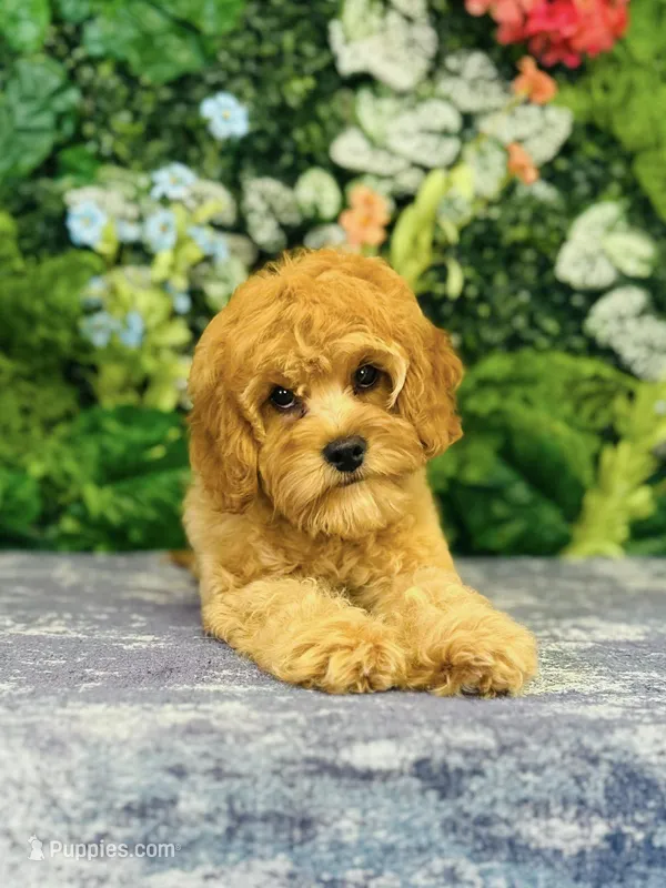 Gingerbread – Cavapoo puppy for sale in Fordland, MO