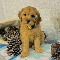 Gingerbread, a male Cavapoo for sale in Fordland, MO – Photo 3 of 10
