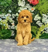 Gingerbread, a male Cavapoo for sale in Fordland, MO – Photo 8 of 10