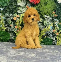 Gingerbread, a male Cavapoo for sale in Fordland, MO – Photo 10 of 10