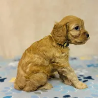 Gingerbread, a male Cavapoo for sale in Fordland, MO – Photo 7 of 10