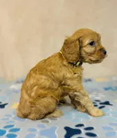 processed/2336a02f-9f42-4a36-a991-3d9046700e48/listing/38d5ad5d-74ba-40bc-9bc2-55fff3aa588f/ba228d1c-0064-422b-a4fb-738b89c38c30