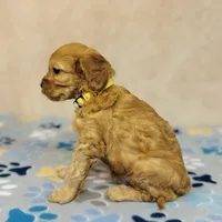 Gingerbread, a male Cavapoo for sale in Fordland, MO – Photo 6 of 10