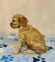 processed/2336a02f-9f42-4a36-a991-3d9046700e48/listing/38d5ad5d-74ba-40bc-9bc2-55fff3aa588f/cb2c29fd-383a-4768-beae-43c92291a4a2