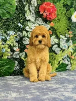 Gingerbread, a male Cavapoo for sale in Fordland, MO – Photo 9 of 10