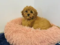 Gingerbread, a male Cavapoo for sale in Fordland, MO – Photo 2 of 10
