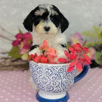 Aiko, a male Cavapoo and Poodle - Miniature  for sale in Fordland, MO – Photo 5 of 8
