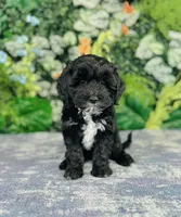 Myrna, a female Cavapoo and Poodle - Miniature  for sale in Fordland, MO – Photo 8 of 9