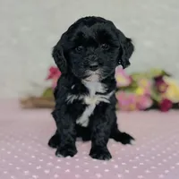 Myrna, a female Cavapoo and Poodle - Miniature  for sale in Fordland, MO – Photo 4 of 9