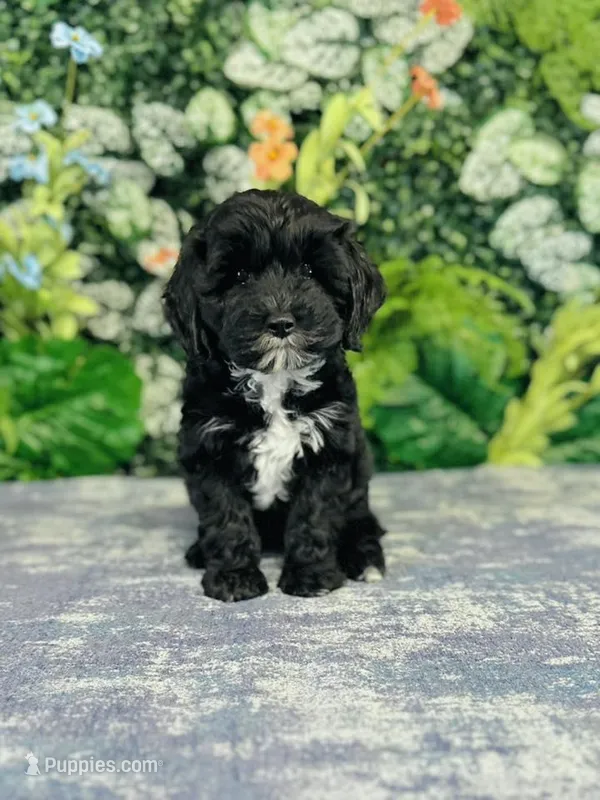 Myrna – Cavapoo, Poodle - Miniature  puppy for sale in Fordland, MO