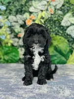 Myrna, a female Cavapoo and Poodle - Miniature  for sale in Fordland, MO – Photo 9 of 9