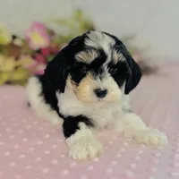Aiko, a male Cavapoo and Poodle - Miniature  for sale in Fordland, MO – Photo 3 of 8