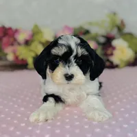 Aiko, a male Cavapoo and Poodle - Miniature  for sale in Fordland, MO – Photo 1 of 8