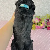 Myrna, a female Cavapoo and Poodle - Miniature  for sale in Fordland, MO – Photo 7 of 9