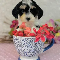 Aiko, a male Cavapoo and Poodle - Miniature  for sale in Fordland, MO – Photo 4 of 8