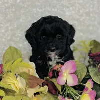 Myrna, a female Cavapoo and Poodle - Miniature  for sale in Fordland, MO – Photo 2 of 9