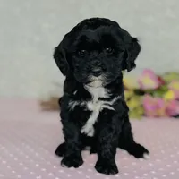 Myrna, a female Cavapoo and Poodle - Miniature  for sale in Fordland, MO – Photo 3 of 9