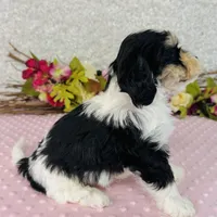 Aiko, a male Cavapoo and Poodle - Miniature  for sale in Fordland, MO – Photo 8 of 8