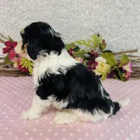 Aiko, a male Cavapoo and Poodle - Miniature  for sale in Fordland, MO – Photo 7 of 8