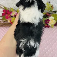 Aiko, a male Cavapoo and Poodle - Miniature  for sale in Fordland, MO – Photo 6 of 8