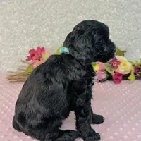 Myrna, a female Cavapoo and Poodle - Miniature  for sale in Fordland, MO – Photo 6 of 9
