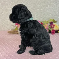 Myrna, a female Cavapoo and Poodle - Miniature  for sale in Fordland, MO – Photo 5 of 9