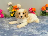 Kona, a male Cavapoo for sale in Fordland, MO – 8 of 9