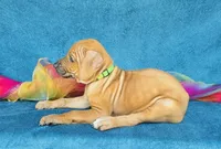 Jendayi, a female Rhodesian Ridgeback for sale in Fordland, MO – 8 of 8