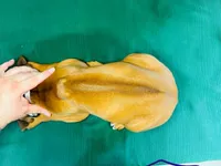 Della, a female Rhodesian Ridgeback for sale in Fordland, MO – 5 of 8