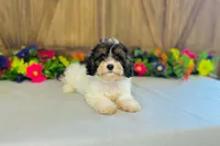 Java, a male Cavapoo for sale in Fordland, MO – 3 of 9
