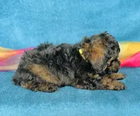 Plaid, a male Poodle - Toy  for sale in Fordland, MO – 3 of 8