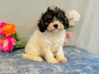 Java, a male Cavapoo for sale in Fordland, MO – 9 of 9