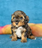 Caius, a male Cavapoo for sale in Fordland, MO – 5 of 7