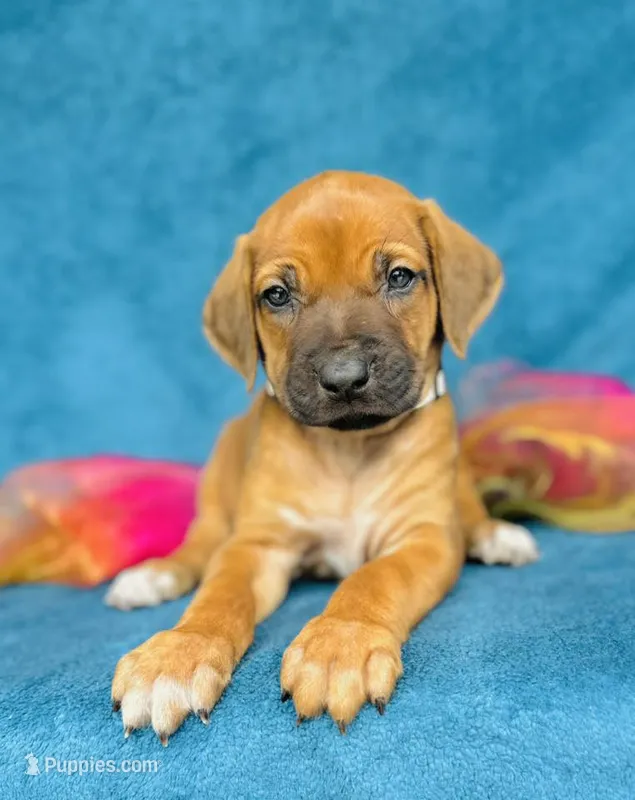 Amara – Rhodesian Ridgeback puppy for sale in Fordland, MO