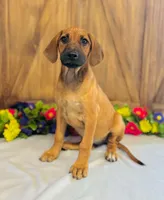 Della, a female Rhodesian Ridgeback for sale in Fordland, MO – 6 of 8