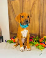 Jewel, a female Rhodesian Ridgeback for sale in Fordland, MO – 2 of 8